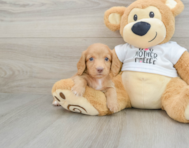 6 week old Dachshund Puppy For Sale - Windy City Pups