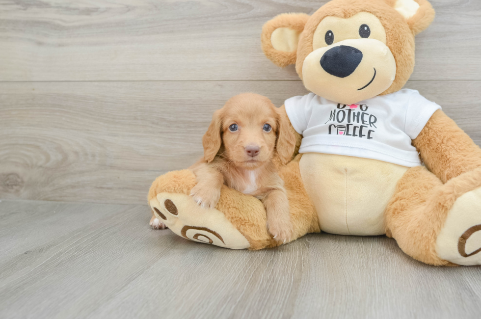 6 week old Dachshund Puppy For Sale - Windy City Pups