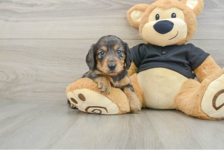 Dachshund Puppy for Adoption