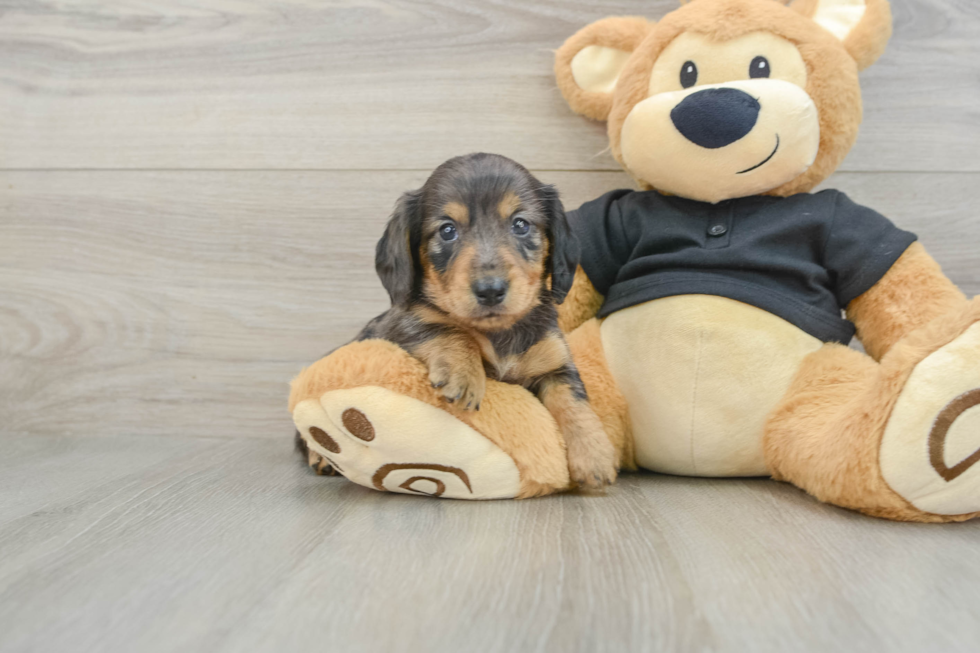Dachshund Puppy for Adoption