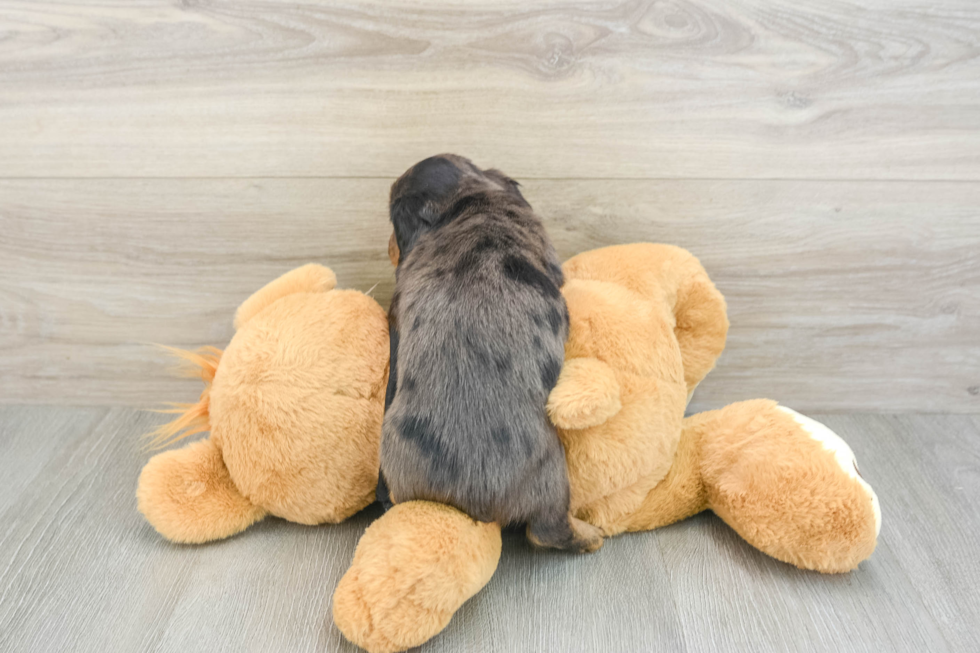 Dachshund Pup Being Cute