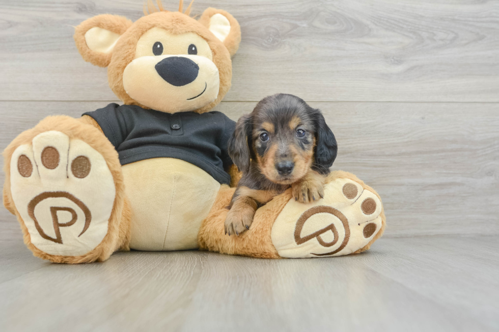 Cute Doxie Purebred Puppy