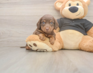 6 week old Dachshund Puppy For Sale - Windy City Pups