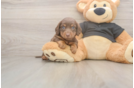 Cute Dachshund Baby