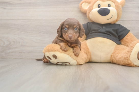 Cute Dachshund Baby