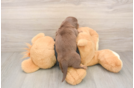 Cute Doxie Purebred Puppy