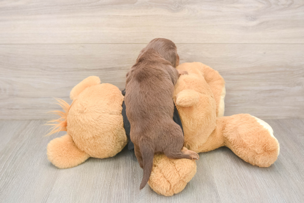 Cute Doxie Purebred Puppy