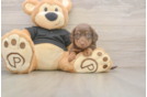 Cute Dachshund Purebred Pup