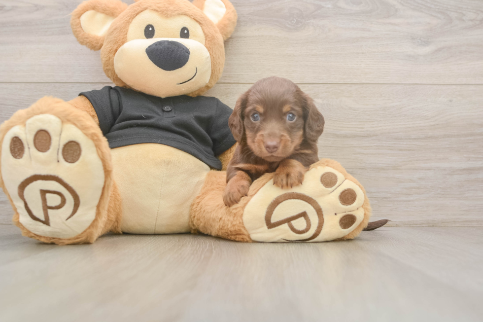 Cute Dachshund Purebred Pup