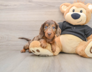5 week old Dachshund Puppy For Sale - Windy City Pups