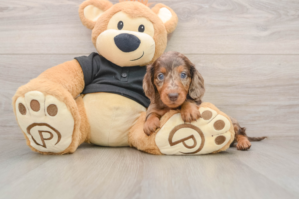 Dachshund Puppy for Adoption