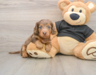 5 week old Dachshund Puppy For Sale - Windy City Pups