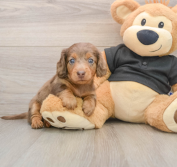 7 week old Dachshund Puppy For Sale - Windy City Pups