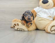 6 week old Dachshund Puppy For Sale - Windy City Pups