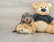 5 week old Dachshund Puppy For Sale - Windy City Pups