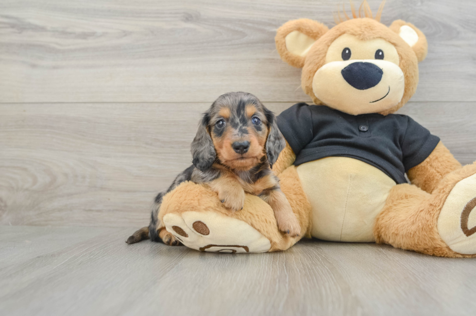 7 week old Dachshund Puppy For Sale - Windy City Pups