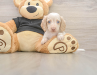 6 week old Dachshund Puppy For Sale - Windy City Pups