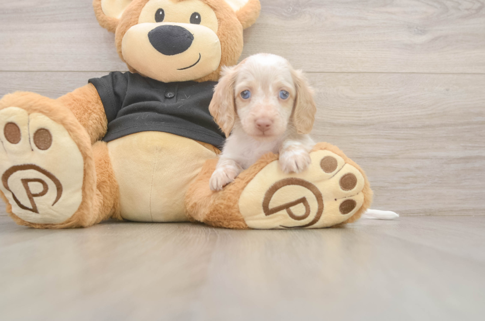6 week old Dachshund Puppy For Sale - Windy City Pups