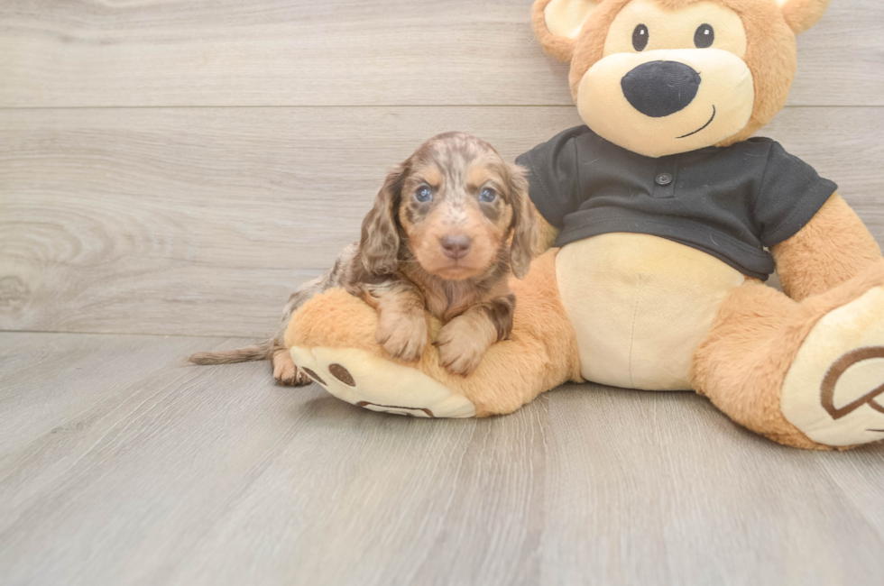 5 week old Dachshund Puppy For Sale - Windy City Pups