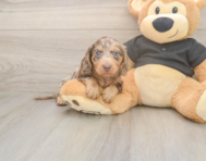5 week old Dachshund Puppy For Sale - Windy City Pups 5 week old Dachshund Puppy For Sale - Windy City Pups