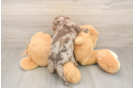 Dachshund Puppy for Adoption