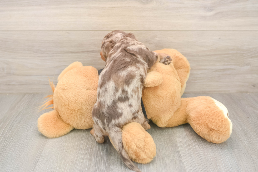 Dachshund Puppy for Adoption