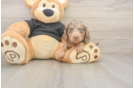 Cute Dachshund Purebred Pup