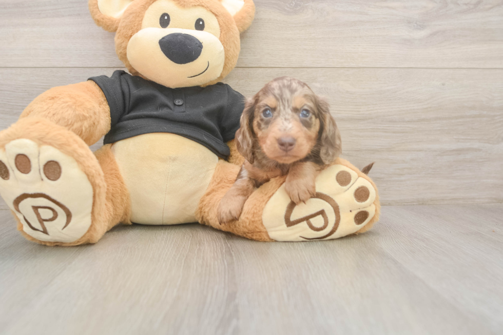 Cute Dachshund Purebred Pup