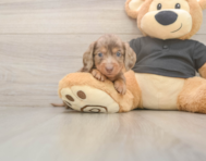 6 week old Dachshund Puppy For Sale - Windy City Pups