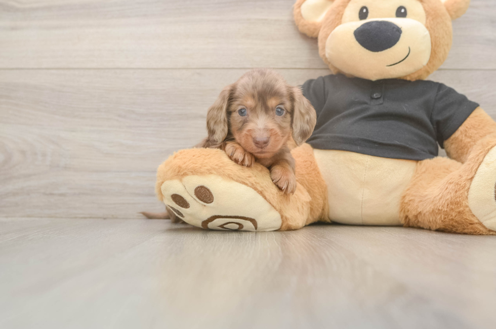 5 week old Dachshund Puppy For Sale - Windy City Pups