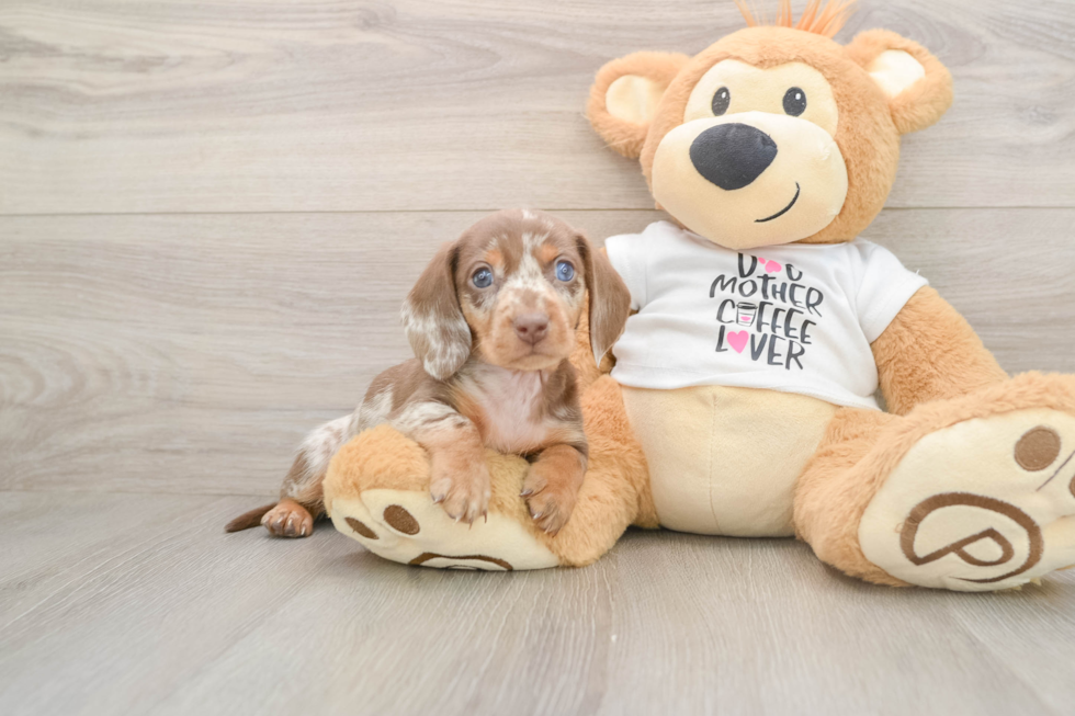 Dachshund Pup Being Cute