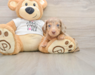 5 week old Dachshund Puppy For Sale - Windy City Pups