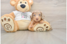 Cute Dachshund Baby