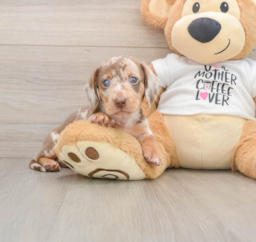 5 week old Dachshund Puppy For Sale - Windy City Pups