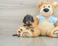 10 week old Dachshund Puppy For Sale - Windy City Pups