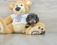 7 week old Dachshund Puppy For Sale - Windy City Pups