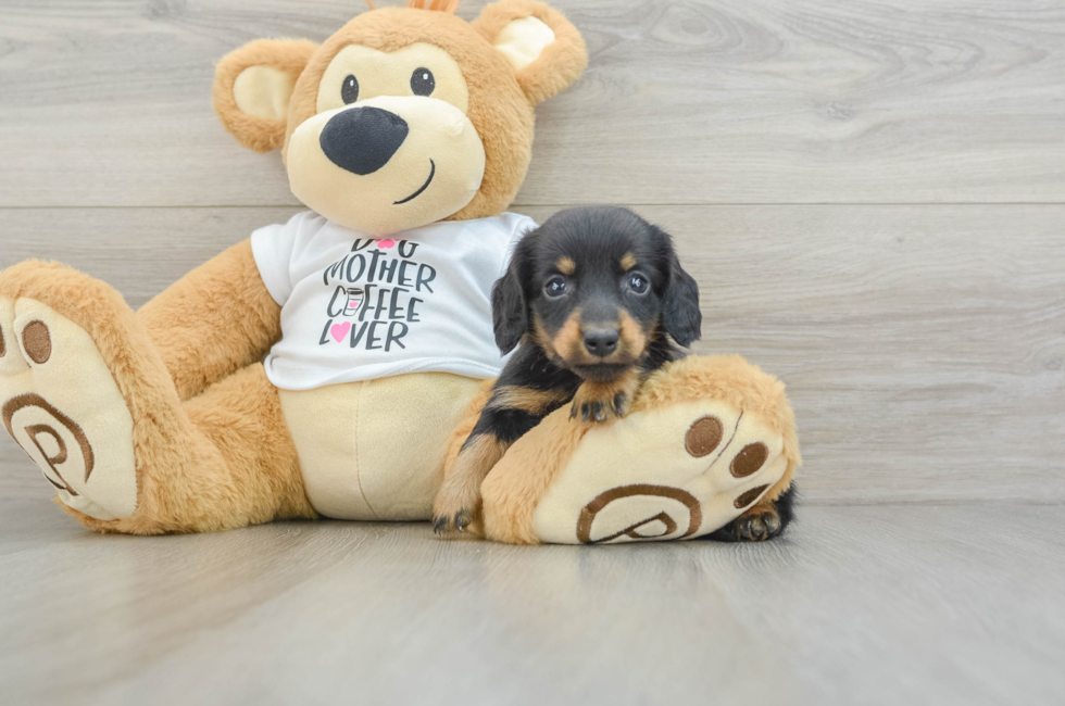 5 week old Dachshund Puppy For Sale - Windy City Pups