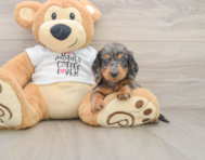 6 week old Dachshund Puppy For Sale - Windy City Pups