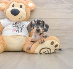 6 week old Dachshund Puppy For Sale - Windy City Pups