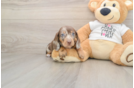 Cute Dachshund Purebred Pup