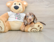 6 week old Dachshund Puppy For Sale - Windy City Pups
