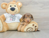 8 week old Dachshund Puppy For Sale - Windy City Pups