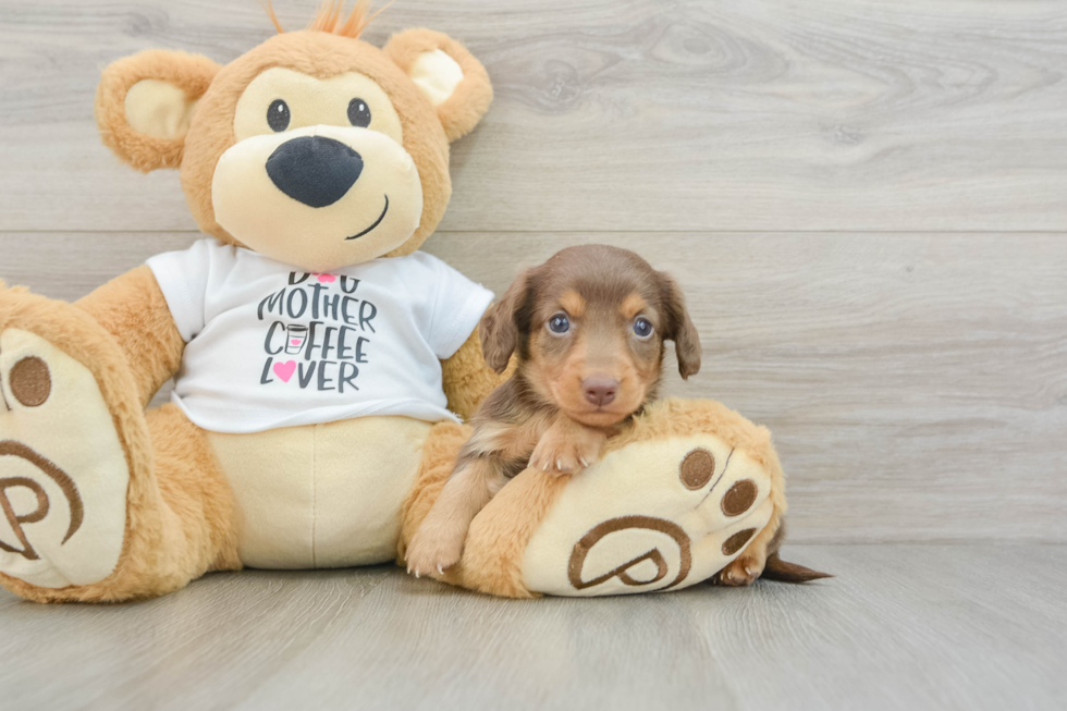 Cute Dachshund Baby