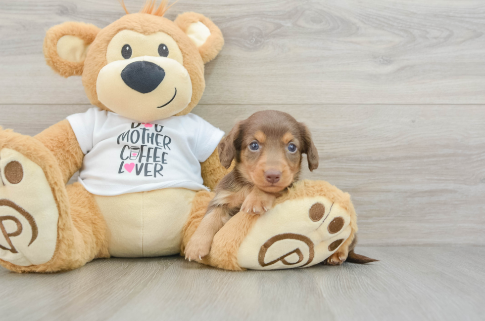 5 week old Dachshund Puppy For Sale - Windy City Pups