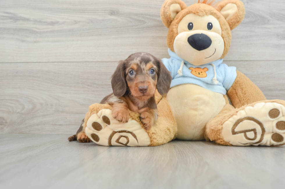 5 week old Dachshund Puppy For Sale - Windy City Pups