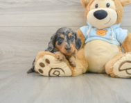 6 week old Dachshund Puppy For Sale - Windy City Pups