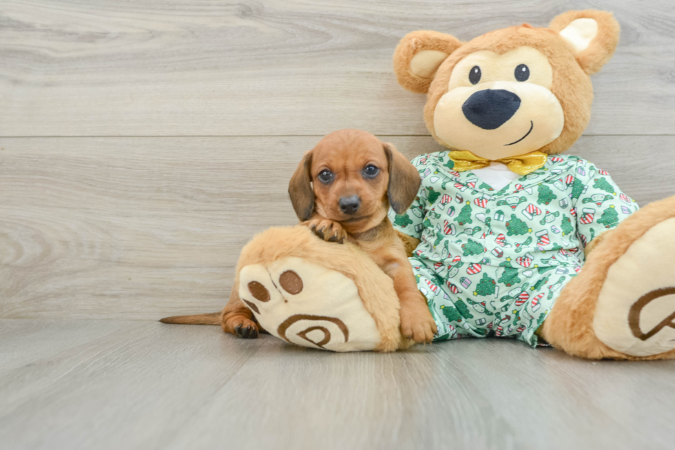 Cute Doxie Purebred Puppy