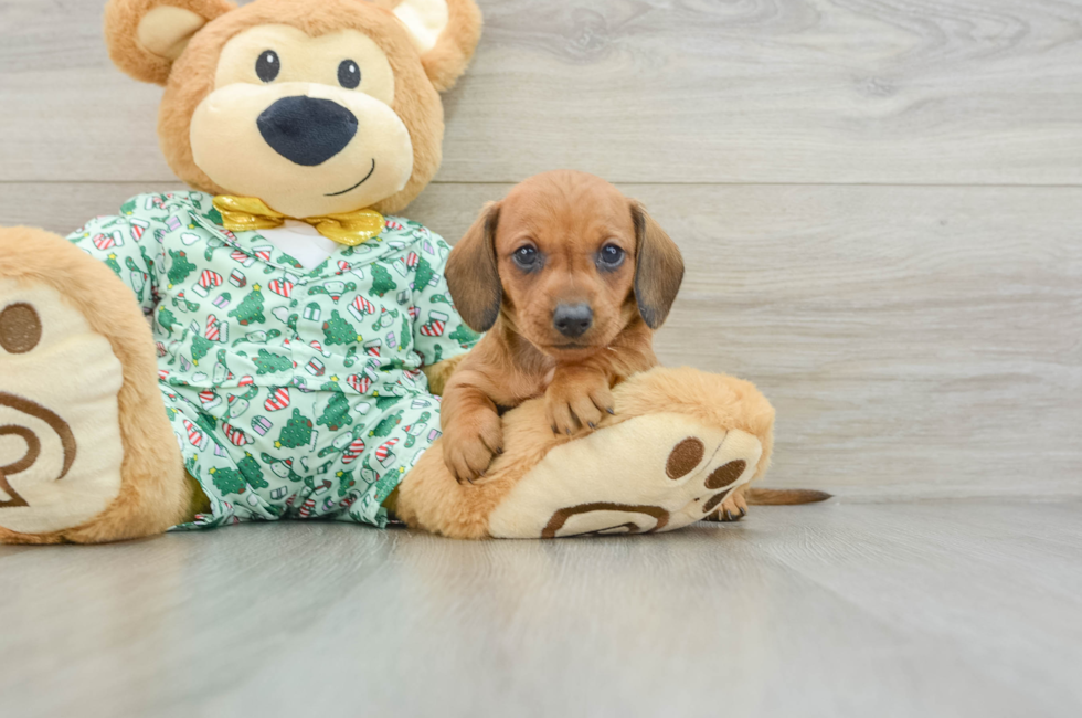 5 week old Dachshund Puppy For Sale - Windy City Pups