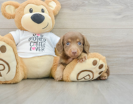 8 week old Dachshund Puppy For Sale - Windy City Pups