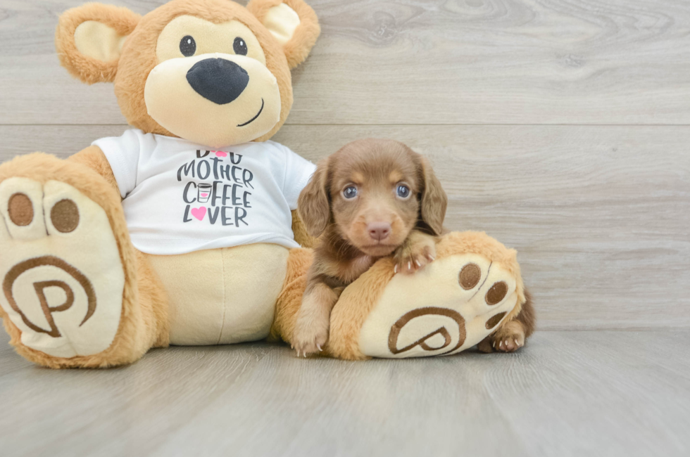 5 week old Dachshund Puppy For Sale - Windy City Pups